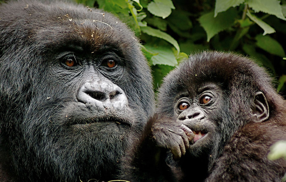 victoria falls gorillas great migration 17 days 7
