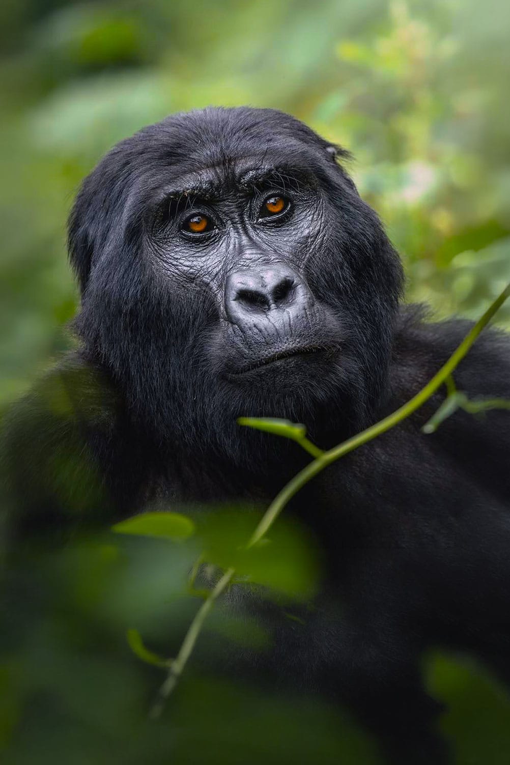 rwanda