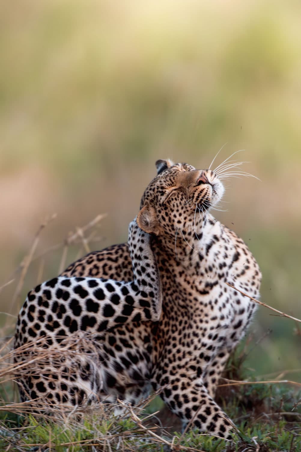 the best of kenya tanzania 7 days